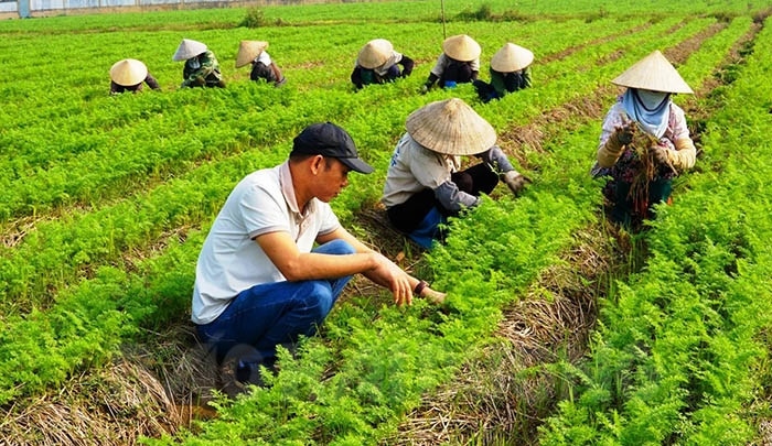 ​Hung Viet Agricultural Products Joint Stock Company: Double the amount of Winter Crop Vegetables for Export